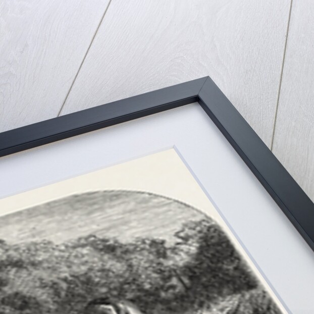 Cows at the Watering Hole, Engraving 1855 by Anonymous