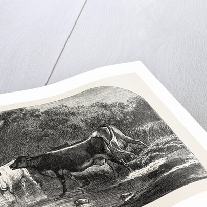Cows at the Watering Hole, Engraving 1855 by Anonymous