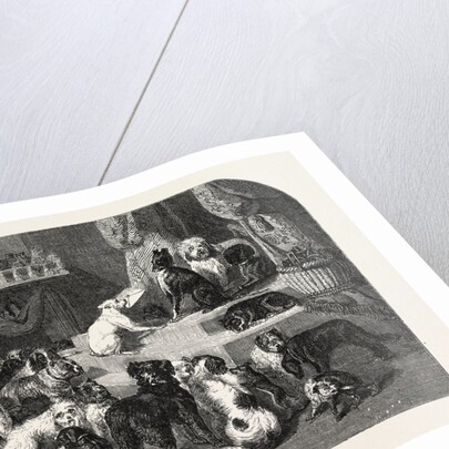 Petition by Dogs by Anonymous