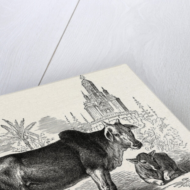 The Indian Zebu (Bos Indicus) by Anonymous