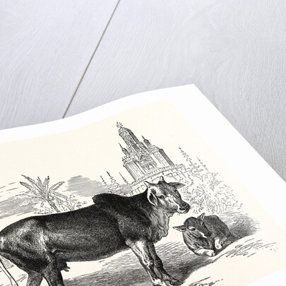 The Indian Zebu (Bos Indicus) by Anonymous