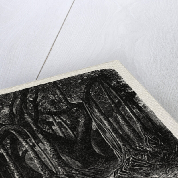 The Great Banyan, or Sacred Tree, of India (Ficus Indica) by Anonymous