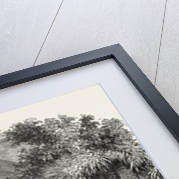 A Prairie Dog Town by Anonymous