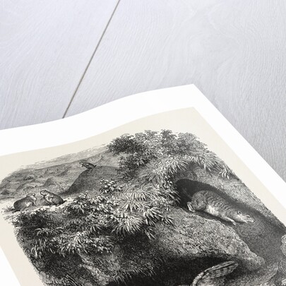 A Prairie Dog Town by Anonymous