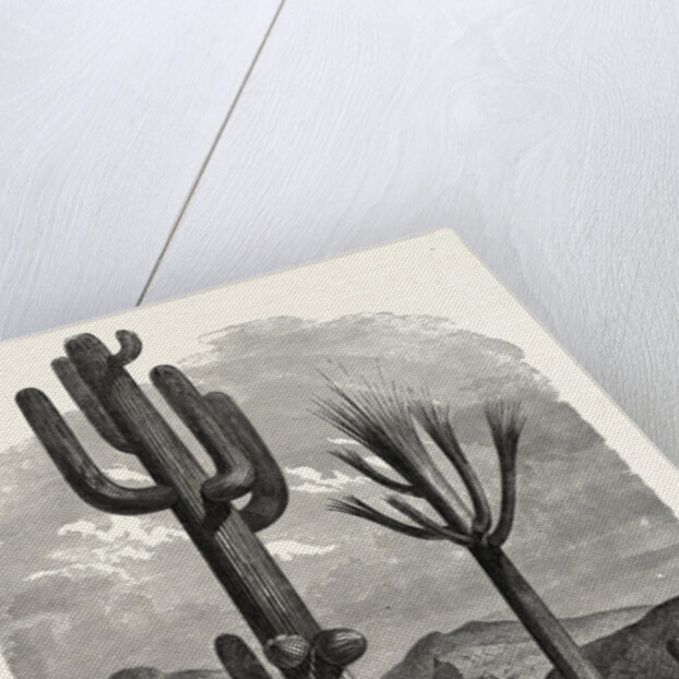 The Cereus Giganteus, or Monumental Cactus by Anonymous