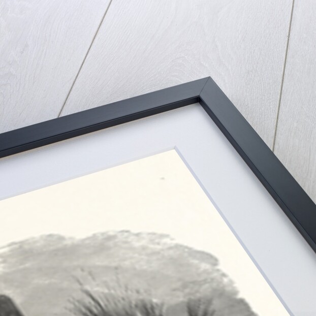 The Cereus Giganteus, or Monumental Cactus by Anonymous