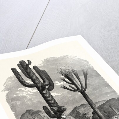 The Cereus Giganteus, or Monumental Cactus by Anonymous