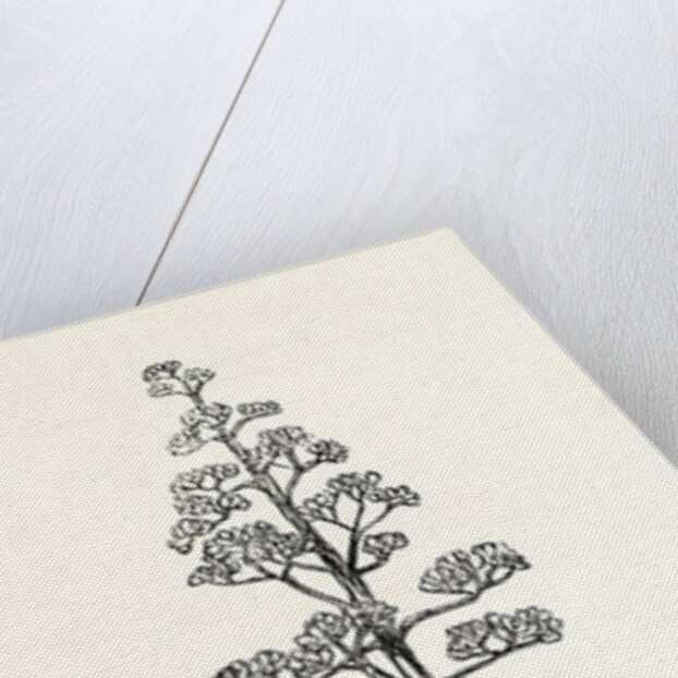 The American Aloe by Anonymous