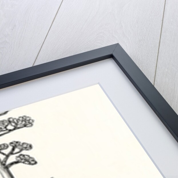 The American Aloe by Anonymous