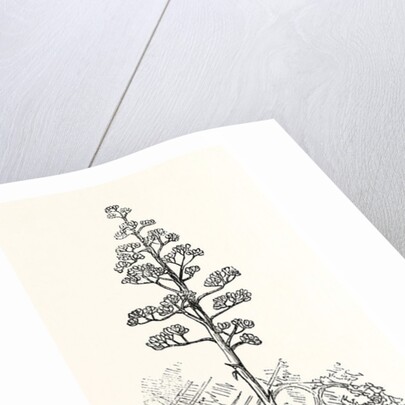 The American Aloe by Anonymous