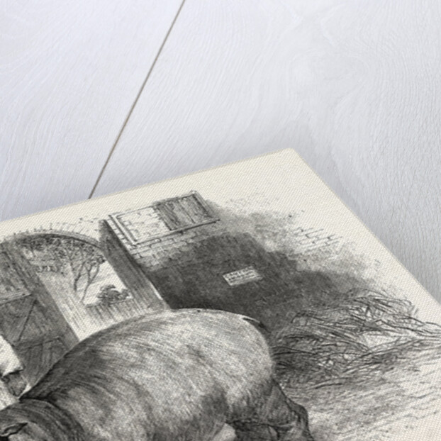 The Behemoth, or Hippopotamus by Anonymous