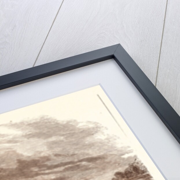 Thoroughbred by Anonymous