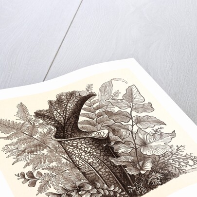 January. Pteris Argentea. Andiantum Formosum. Sarracenia Drummondi. Adiantum Cultratum. Pteris Macrophyllus. Dania Diversifolia. by Anonymous