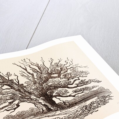 The Fairlop Oak, in Hainault Forest in the London Borough of Redbridge by Anonymous