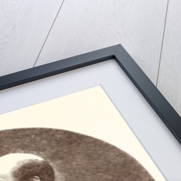 His Excellency Count De Morny, French Ambassador Extraordinary at the Russian Coronation by Anonymous