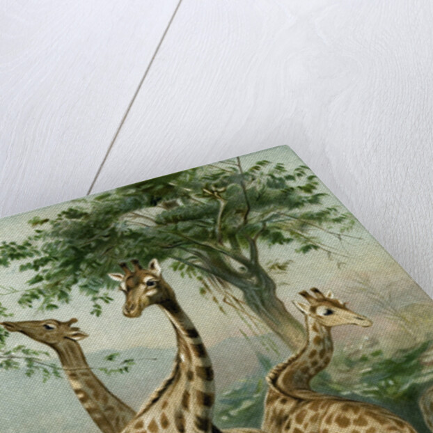 South African Giraffes by Anonymous