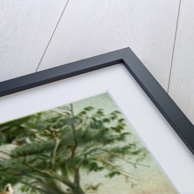 South African Giraffes by Anonymous