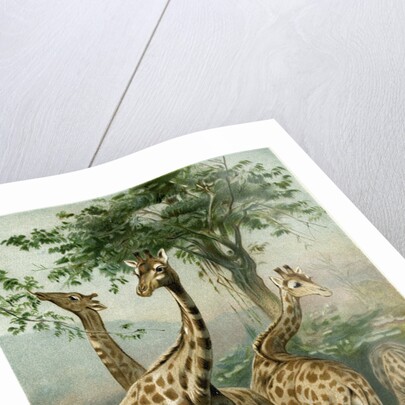 South African Giraffes by Anonymous