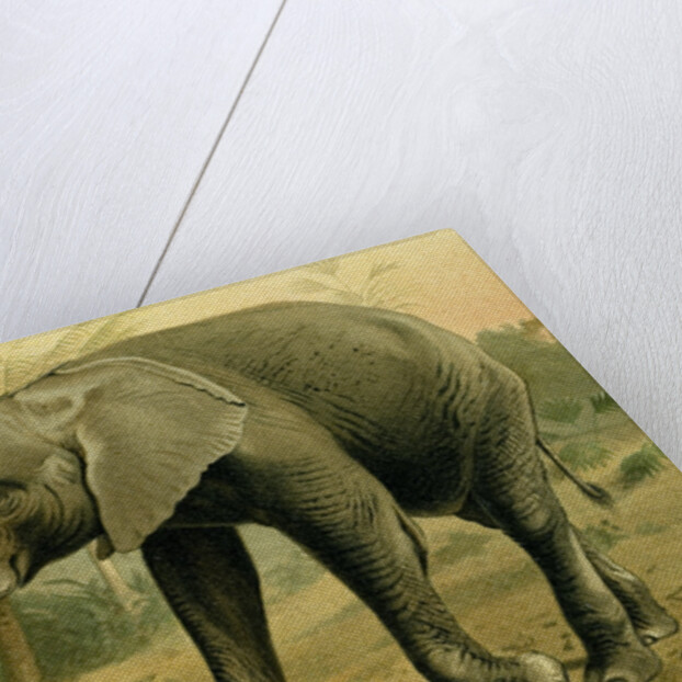 African Elephant by Anonymous