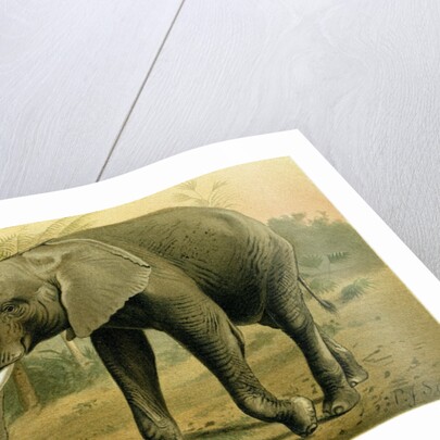 African Elephant by Anonymous