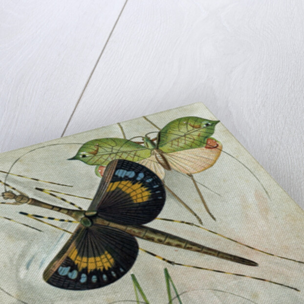 Orthoptera by Anonymous