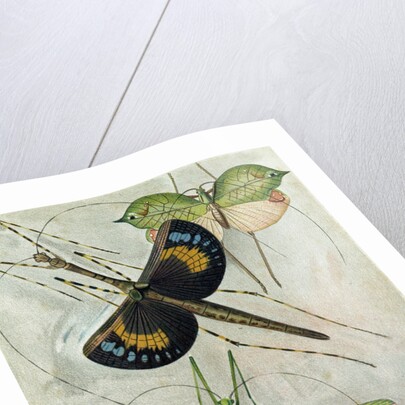 Orthoptera by Anonymous
