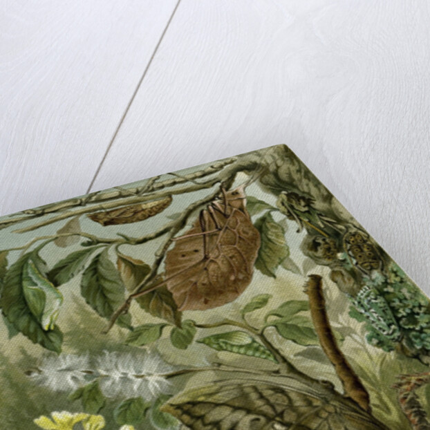 Nature Nineteenth Century Flower Leaves Tree Beetle by Anonymous