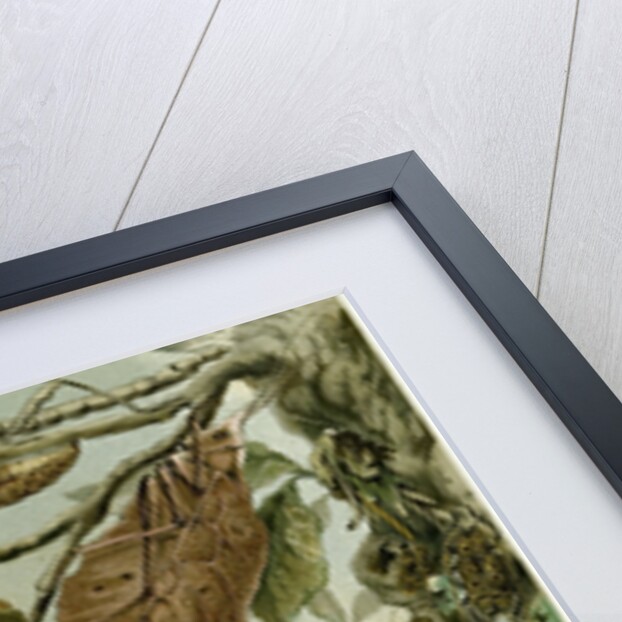 Nature Nineteenth Century Flower Leaves Tree Beetle by Anonymous