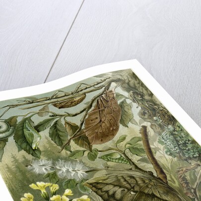 Nature Nineteenth Century Flower Leaves Tree Beetle by Anonymous