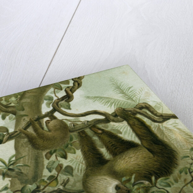 The Two-Toed Sloth by Anonymous