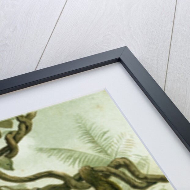 The Two-Toed Sloth by Anonymous