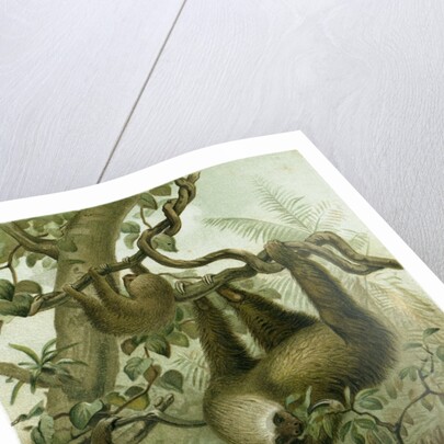 The Two-Toed Sloth by Anonymous