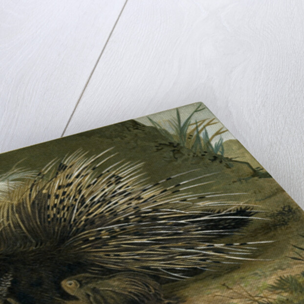 Crested Porcupine by Anonymous