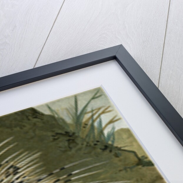 Crested Porcupine by Anonymous