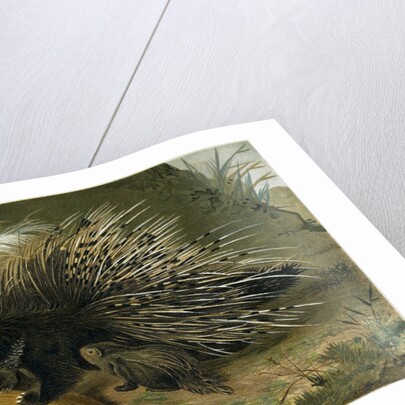 Crested Porcupine by Anonymous