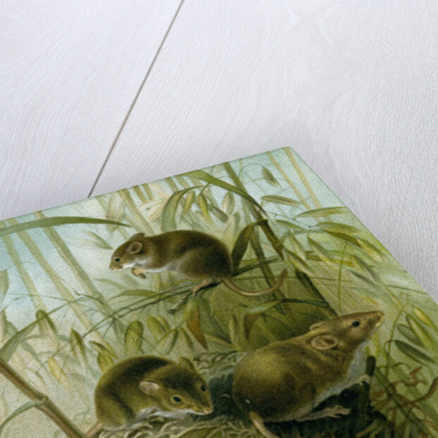 Harvest Mouse by Anonymous