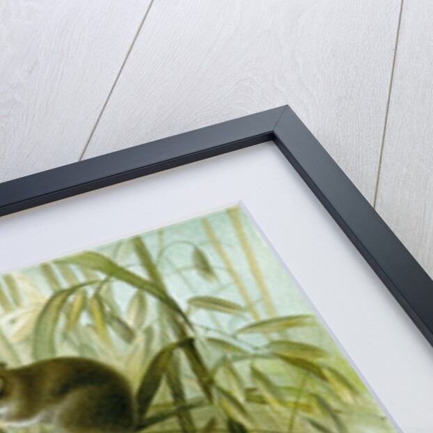 Harvest Mouse by Anonymous