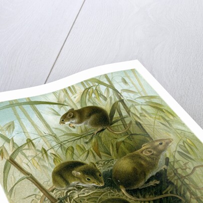 Harvest Mouse by Anonymous