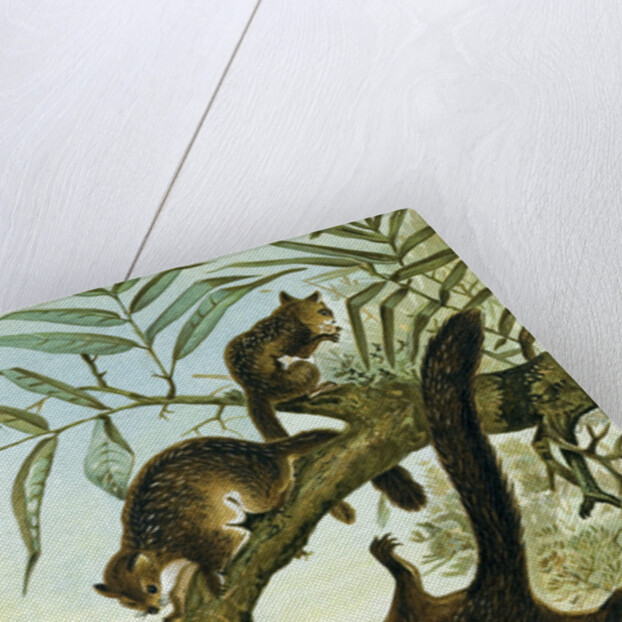 Flying Squirrel by Anonymous