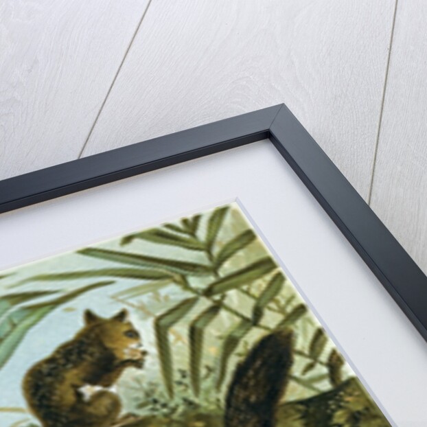 Flying Squirrel by Anonymous