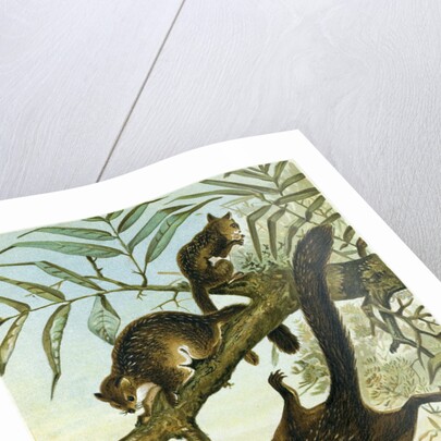 Flying Squirrel by Anonymous