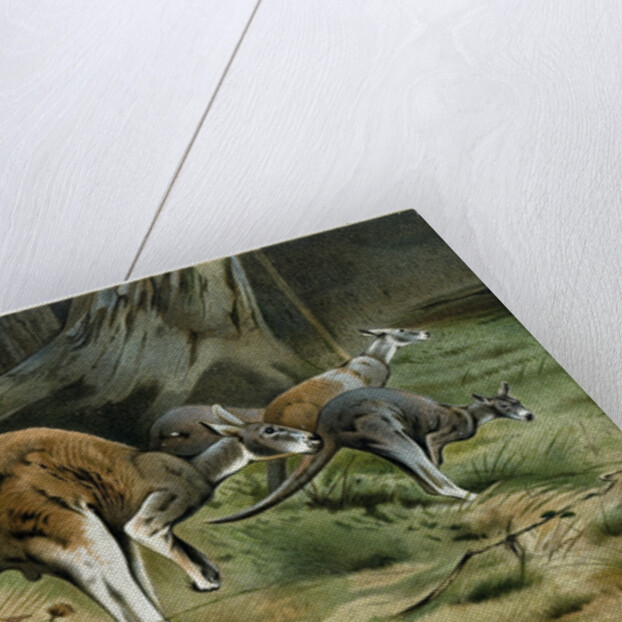 The Red Kangaroo by Anonymous