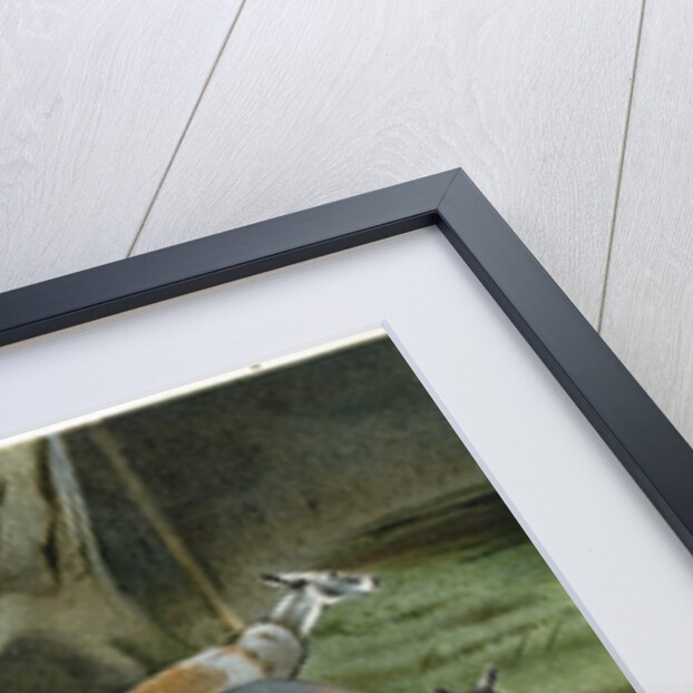 The Red Kangaroo by Anonymous