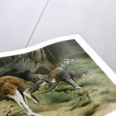 The Red Kangaroo by Anonymous