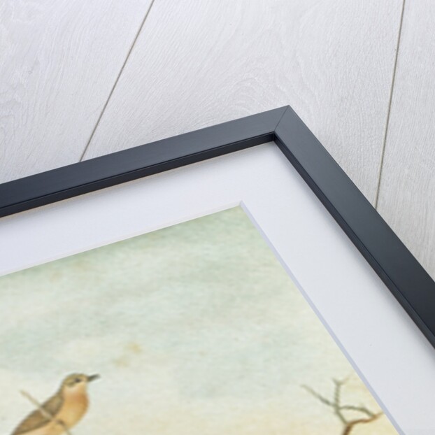 Wheatear Stonechat and Whinchat by Anonymous