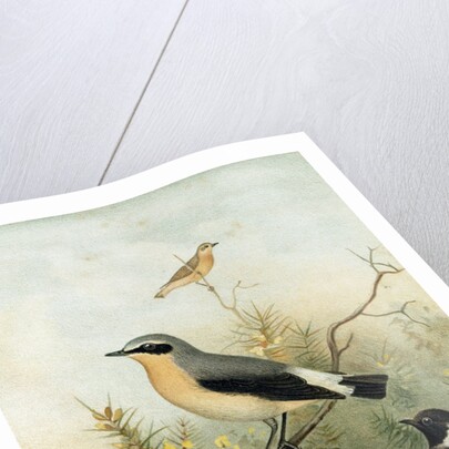 Wheatear Stonechat and Whinchat by Anonymous