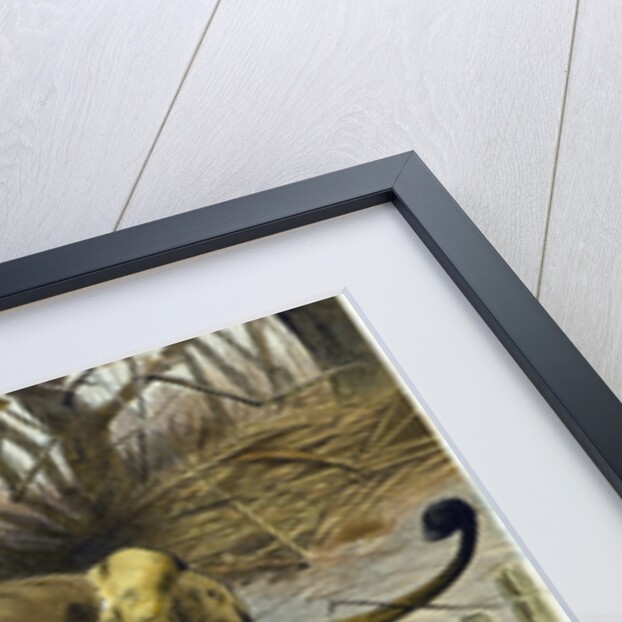 Lion and Lioness by Anonymous