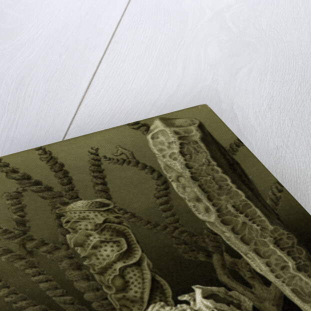 Glass Sponges by Anonymous