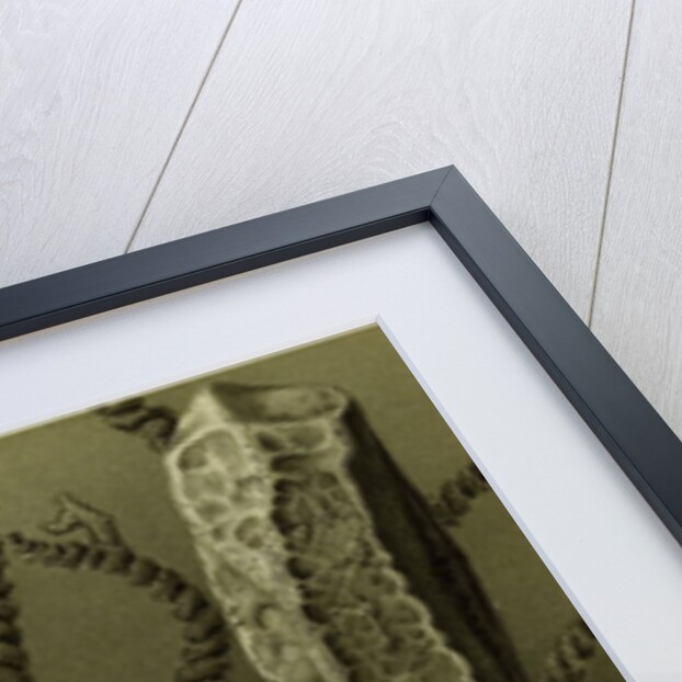 Glass Sponges by Anonymous