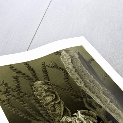 Glass Sponges by Anonymous